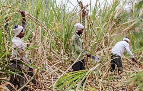 Telangana farmers demand SAP for sugarcane on lines of Punjab and ...