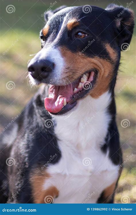 Appenzell Cattle Dog Standing on the Green Grass Stock Photo - Image of ...