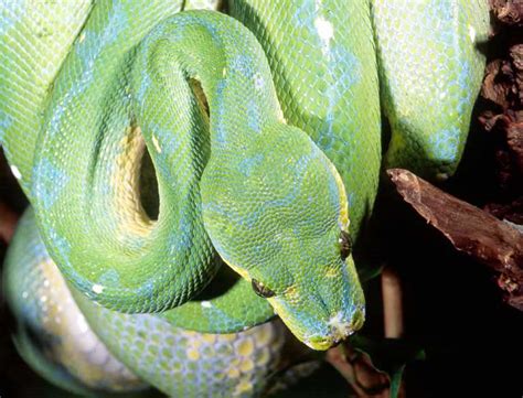 Pythonidae Python 的图像结果