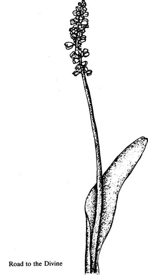 Flowers and Their Messages - Book by 'The Mother' : Read