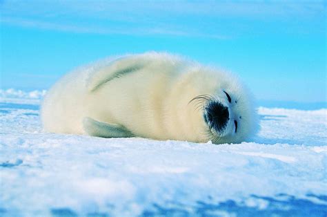 Learn About the Many Types of Seals