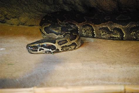 Python Boa Eating Dog 的图像结果