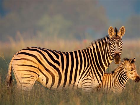 Bing Zebra Wallpaper 的图像结果