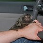 Image result for Baby Pygmy Marmoset Virus