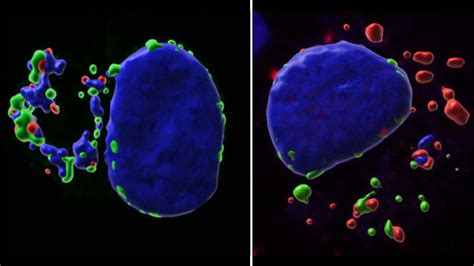 Theileria annulata and Cancer: a parasite strategy revealed ...