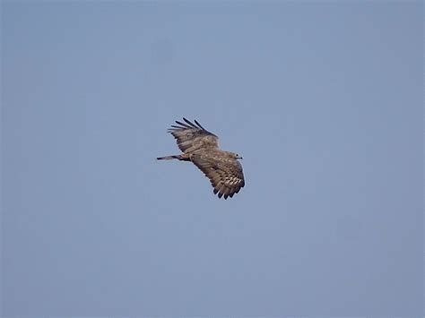 Oriental honey buzzard ★ Sabyasachi - A Progressive Thought
