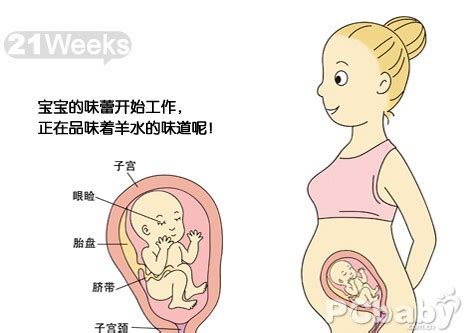 【怀孕21周】怀孕二十一周胎儿图及吃什么注意事项 - 妈妈育儿网