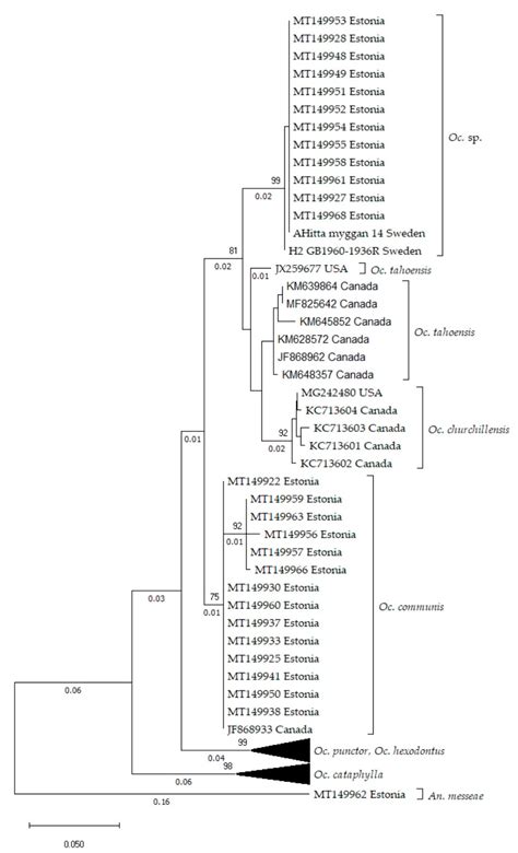 Novel Mitochondrial DNA Lineage Found among Ochlerotatus communis (De ...