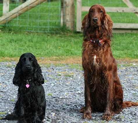 Difference Between Irish Setter And Cocker Spaniel at James Depew blog