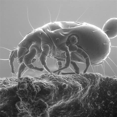 户尘螨是什么,危害及防治方法 - 买错了