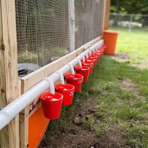 DIY Chicken Watering System: Complete Guide for Easy, Clean Hydration ...