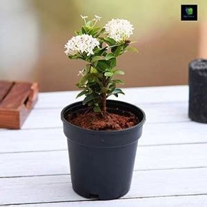 TureFest Geranium Plant Price in India - Buy TureFest Geranium Plant ...