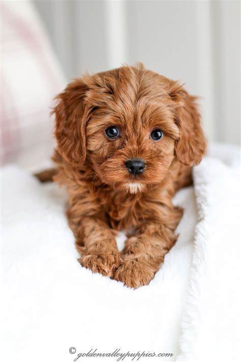 Newborn Cavapoo 的图像结果