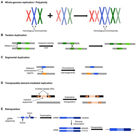 Duplicate Genes Contribute to Variability in Abiotic Stress Resistance ...