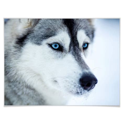 Poster ice-blue eyes | wall-art.com