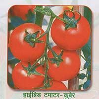 Tomato Seeds - Signet Crop Science India Pvt. Ltd.