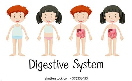 Image result for Child Digestive System