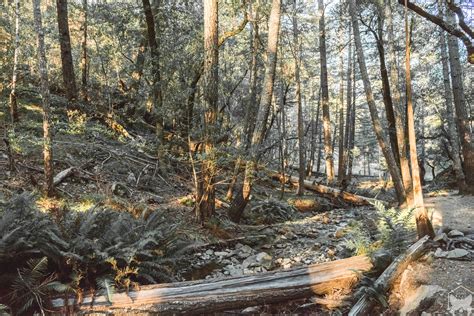 Travelog VI || Mt. Tam Rock Spring Trailhead — LITTLECOOPERBEAR