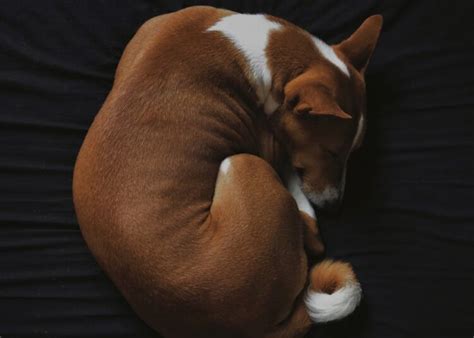 Cool Ball Python Setups 的图像结果