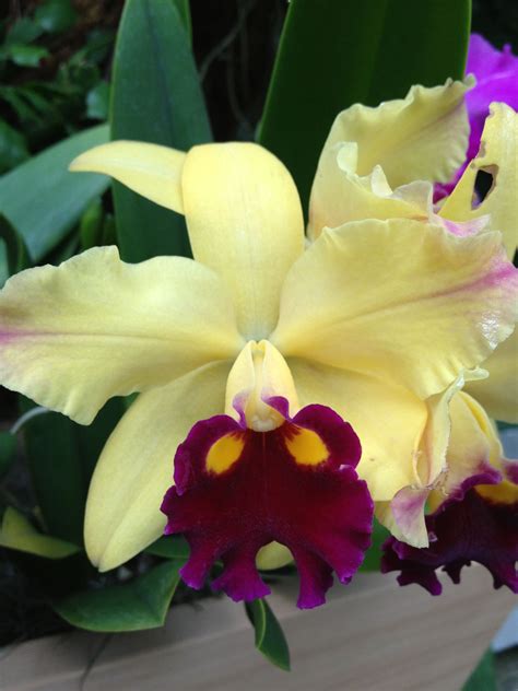 Most Beautiful And Rare Orchids at Kathleen Campion blog