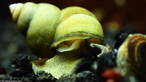 Freshwater Snails: Types Of Aquarium Snails Available In Stores