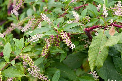 Pokeweed herb: health benefits, facts _ poke root benefits – PBFF