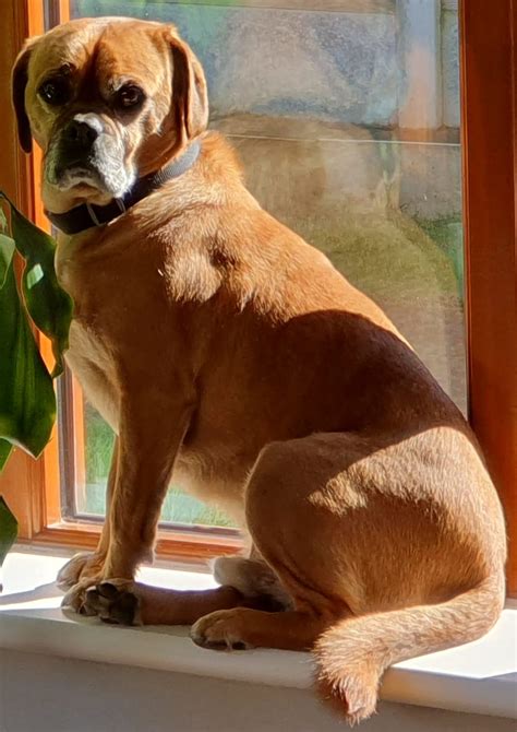 Nigel the pugalier needs a new home - DAWG