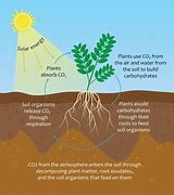 Image result for organic carbon