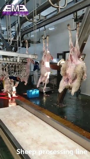 Image result for Sheep Slaughter Process