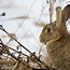 Image result for Rabbit in Burrow