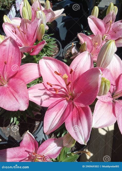 Pink Rose Lily Flower Inspiring Stock Photo - Image of rose, spiring ...