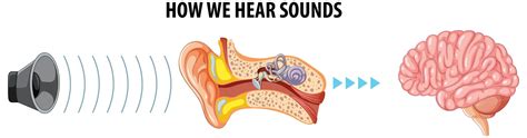 Learning the human hearing system from ear to brain | Premium Vector
