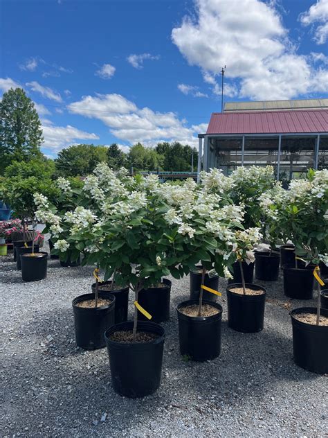 This Week at Gardner's - Gardner's Landscape Nursery