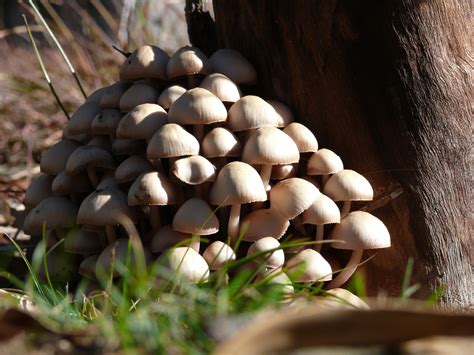 Fotos gratis : árbol, naturaleza, césped, rama, suelo, flor, Produce ...