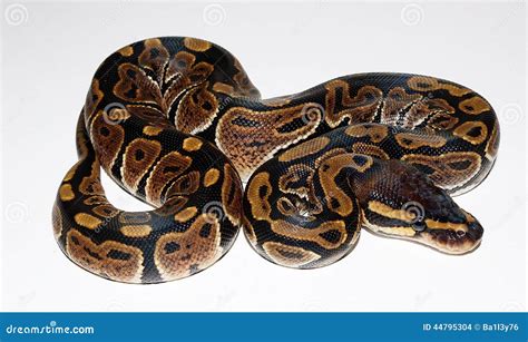 Image result for Wild Royal Python