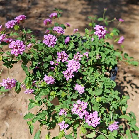 Shop ‘Lantana montevidensis – Purple Trailing Lantana’ Care and Growing ...