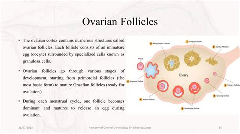 anatomy of general gynecology.pptx