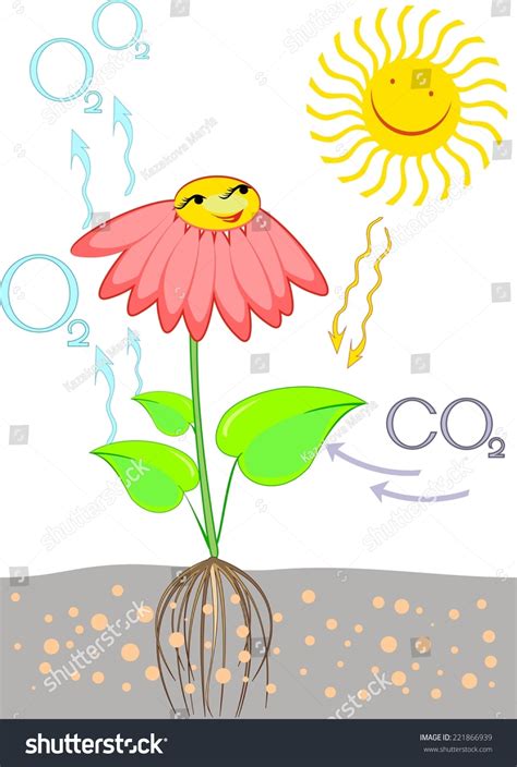 Plants Excretion: Over 19 Royalty-Free Licensable Stock Illustrations & Drawings | Shutterstock