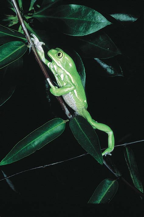 Waxy Monkey Tree Frog