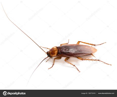 Cockroaches Without Wings | Roach | cockroach | Insect