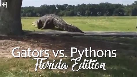 Image result for Florida Python vs Gator