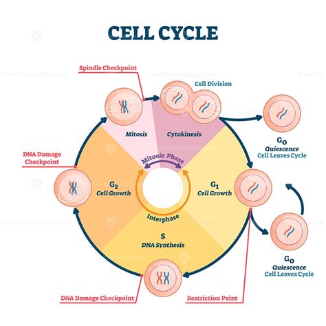 Image result for Cell Cycle Animation