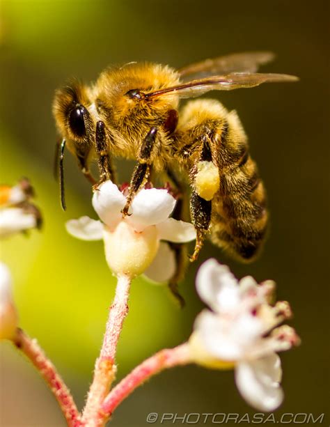 Honey Bees - Photorasa Free HD Photos