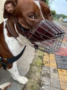 DRK Shop Mart Stainless Steel Dog Muzzle Cage spcially for biting,mouth ...