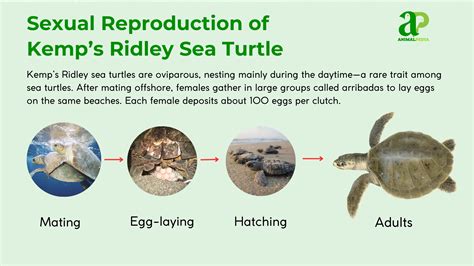 Kemp’s Ridley Sea Turtle: Characteristics, Habitats, Behaviors, Feeding and Facts