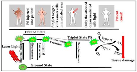 mTOR Signaling Pathway in Cancer Targets Photodynamic Therapy In Vitro