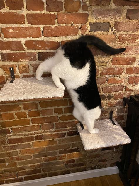 Coffee, Books and Cats — A Sanctuary Cafe