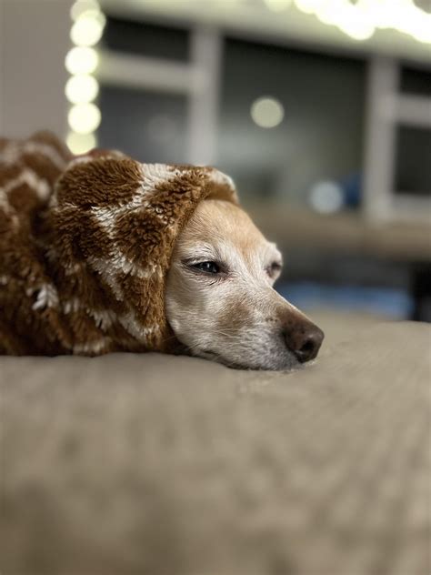 Self Rolling Burrito cross-posted : r/babushkadogs
