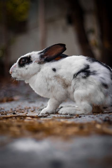 Black And White Bunny