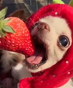 Image result for Cute Animals Dogs